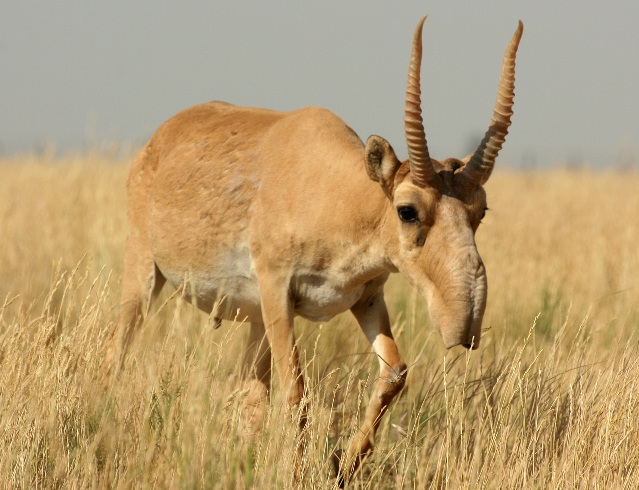 weird-animal-saige-antilope.jpg