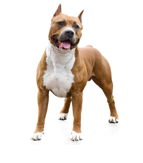 american staffordshire terrier.png