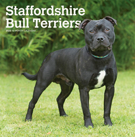 staffordshire bull terrier.png